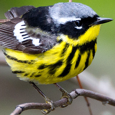 Magnolia Warbler (Dendroica magnolia)