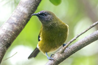 New Zealand bellbird or Mā korimako or makomako (Anthornis melanura)