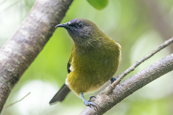 New Zealand bellbird or Mā korimako or makomako (Anthornis melanura)