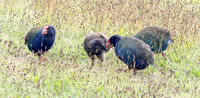 South Island takahē, notornis, or takahē (Porphyrio hochstetteri)