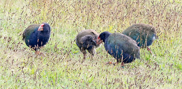 South Island takahē, notornis, or takahē (Porphyrio hochstetteri)