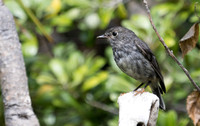 North Island robin (Petroica longipes)