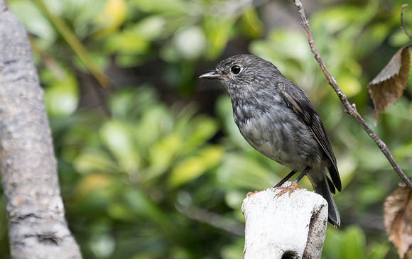 North Island robin (Petroica longipes)