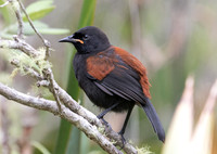 North Island saddleback (Philesturnus rufusater)