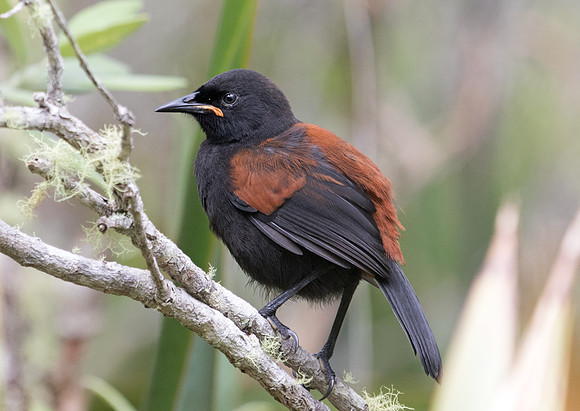 North Island saddleback (Philesturnus rufusater)