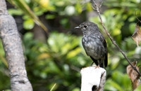 North Island robin (Petroica longipes)