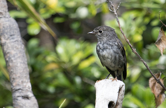 North Island robin (Petroica longipes)