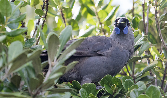 North Island kōkako (Callaeas wilsoni)