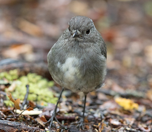 North Island robin (Petroica longipes)