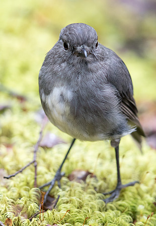 North Island robin (Petroica longipes)