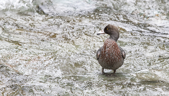 Blue duck (Hymenolaimus malacorhynchos)