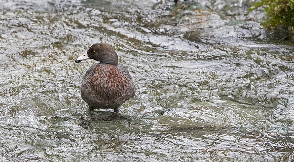Blue duck (Hymenolaimus malacorhynchos)