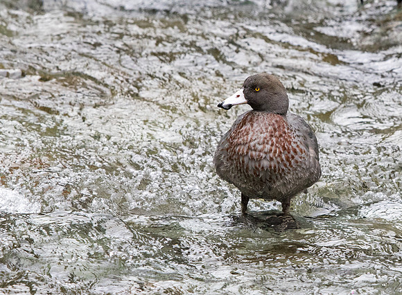 Blue duck (Hymenolaimus malacorhynchos)