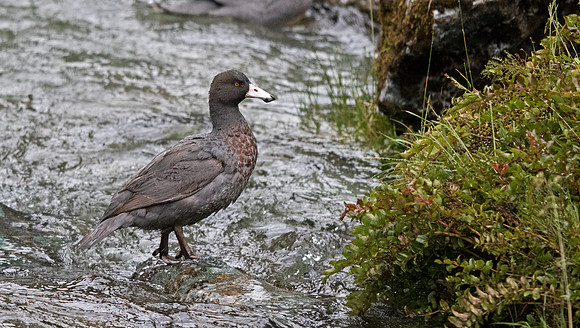 Blue duck (Hymenolaimus malacorhynchos)
