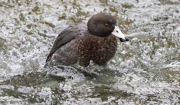 Blue duck (Hymenolaimus malacorhynchos)