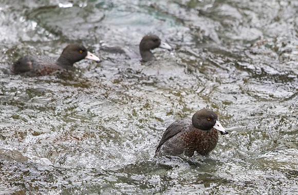 Blue duck (Hymenolaimus malacorhynchos)