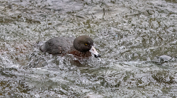 Blue duck (Hymenolaimus malacorhynchos)