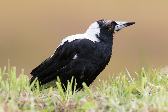 Australian magpie (Cracticus tibicen