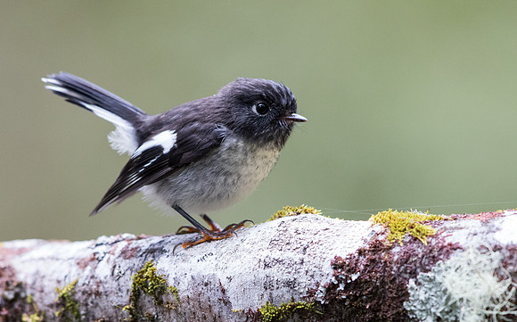 Tomtit (Petroica macrocephala)