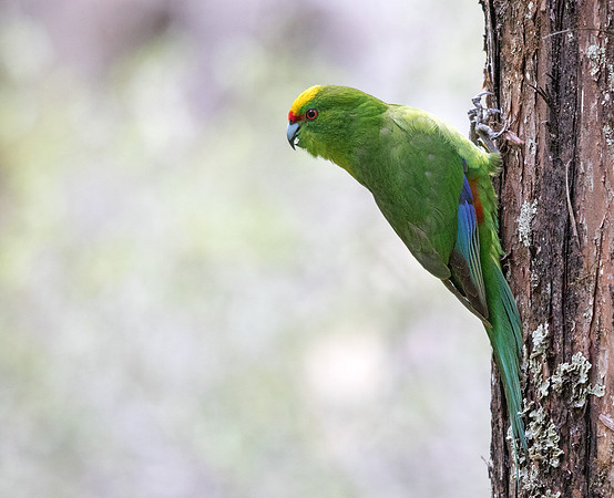 Yellow-crowned parakeet (Cyanoramphus auriceps)