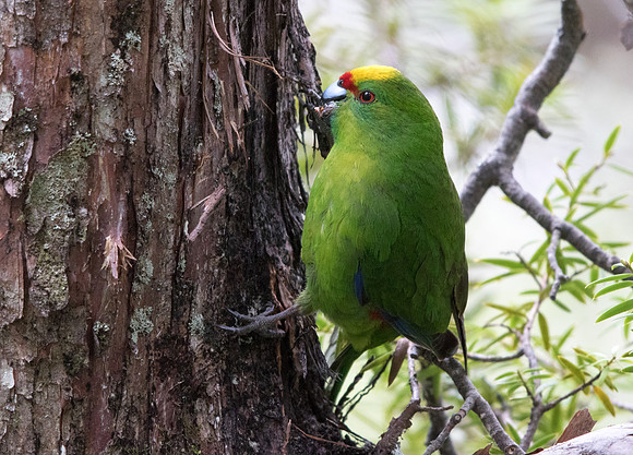 Yellow-crowned parakeet (Cyanoramphus auriceps)