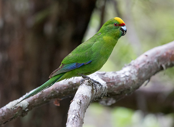 Yellow-crowned parakeet (Cyanoramphus auriceps)