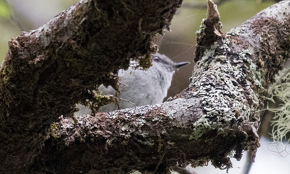 Pipipi (Mohoua novaeseelandiae)