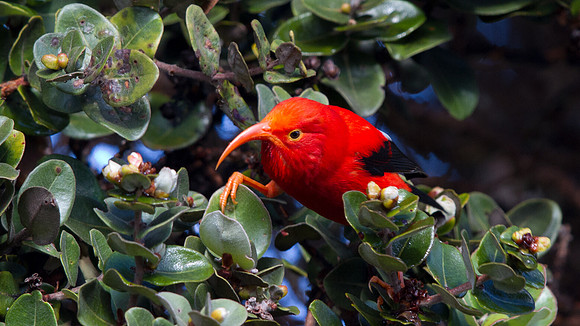 ʻIʻiwi (Vestiaria coccinea)