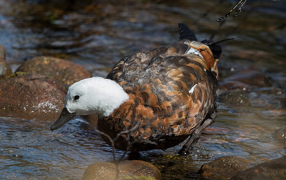 Paradise shelduck (Tadorna variegata) Female