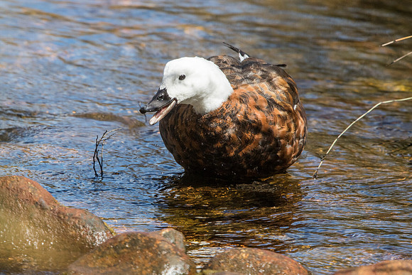 Paradise shelduck (Tadorna variegata) Female