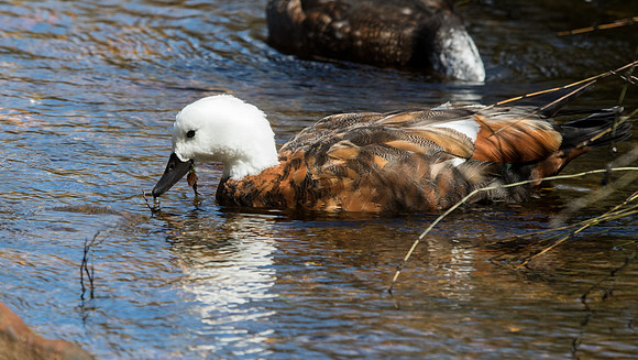Paradise shelduck (Tadorna variegata) Female