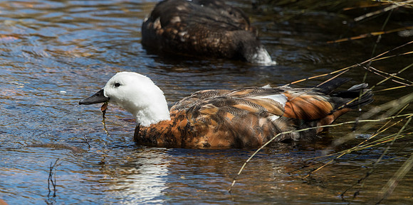 Paradise shelduck (Tadorna variegata) Female