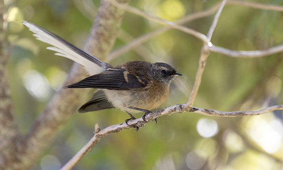 New Zealand fantail (Rhipidura fuliginosa)