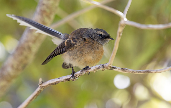 New Zealand fantail (Rhipidura fuliginosa)