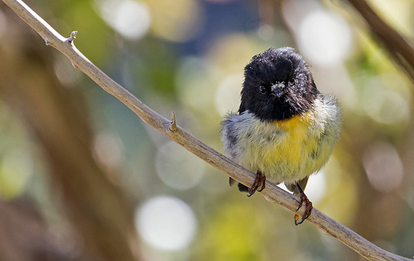 Tomtit (Petroica macrocephala)