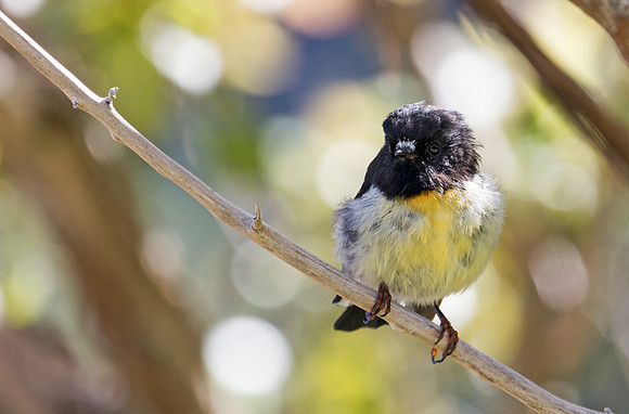 Tomtit (Petroica macrocephala)