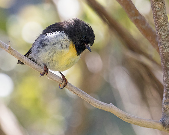 Tomtit (Petroica macrocephala)