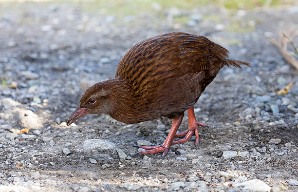 Weka (Gallirallus australis)