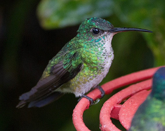 Andean Emerald (Amazilia franciae)