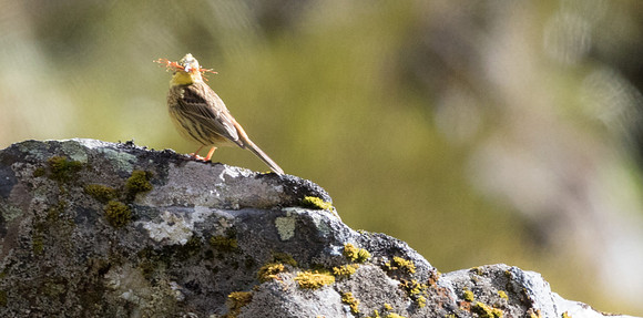 Yellowhammer (Emberiza citrinella)
