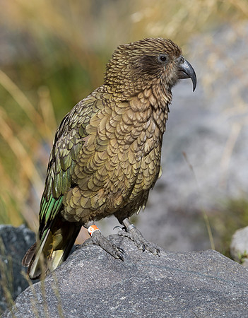 Kea (Nestor notabilis)