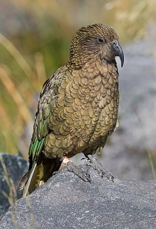 Kea (Nestor notabilis)