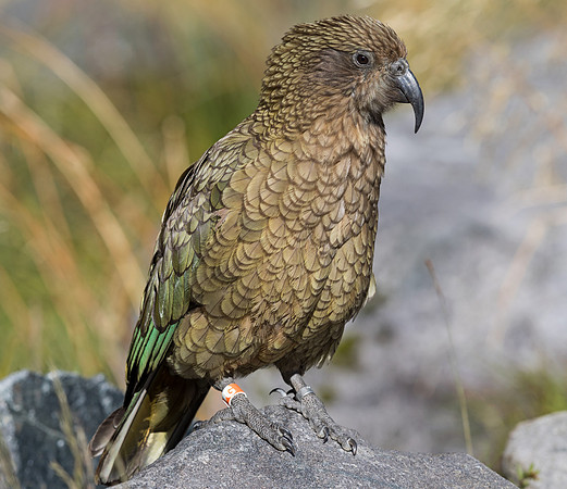 Kea (Nestor notabilis)