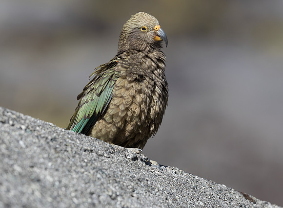 Kea (Nestor notabilis)