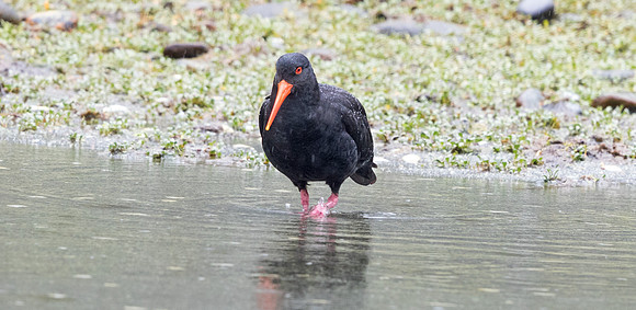 Variable oystercatcher (Haematopus unicolor)