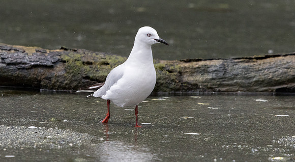 Black-billed gull (Chroicocephalus bulleri)
