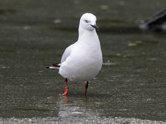 Black-billed gull (Chroicocephalus bulleri)