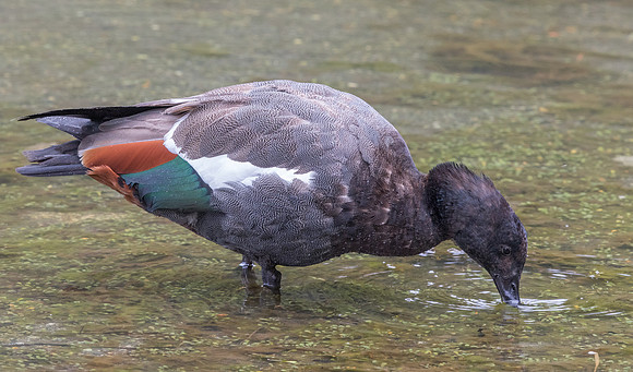 Paradise shelduck (Tadorna variegata) Male
