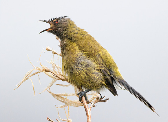 New Zealand bellbird (Anthornis melanura)