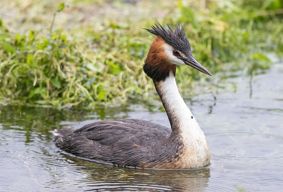 Great crested grebe (Podiceps cristatus)